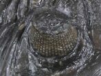 Detailed Hollardops Trilobite #36595-5